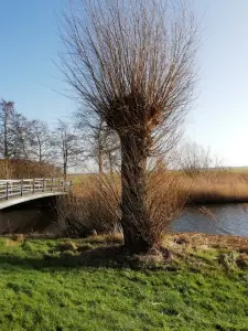 Pat 02 Verwilderde knotwilg